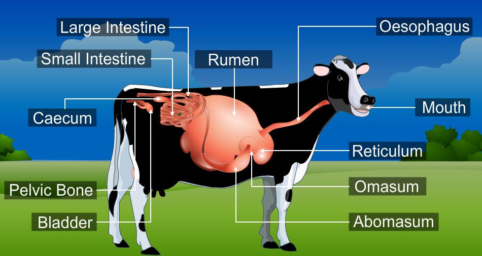Ruminant digestion Nutrition in Animals-Science-Class-7